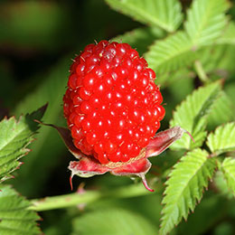 Rubus illecebrosus